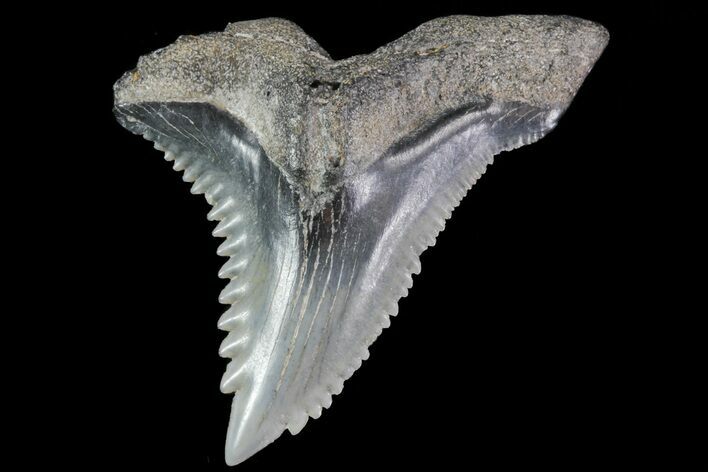 Serrated, Fossil Hemipristis Tooth - Georgia #74794